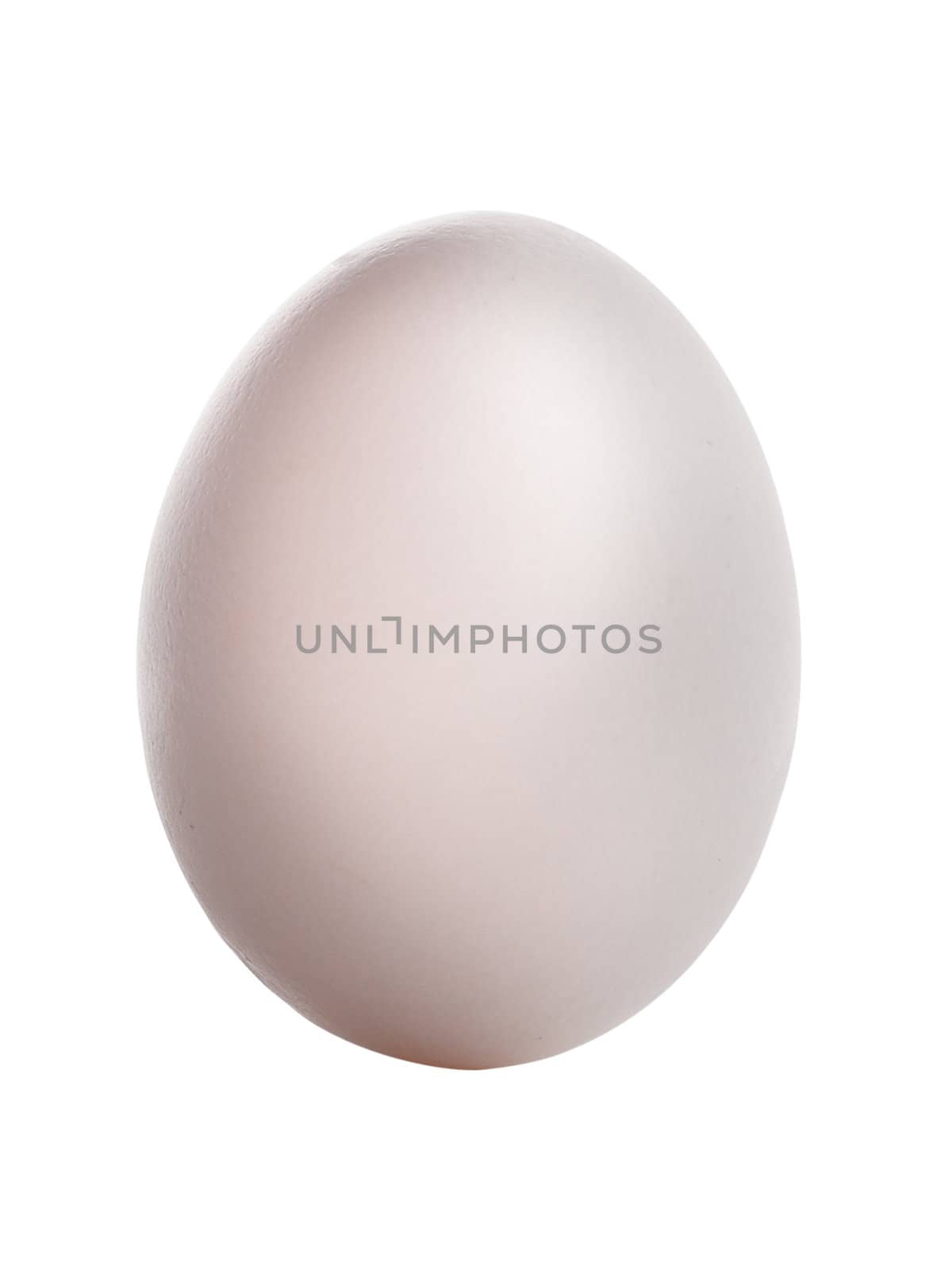 Egg isolated on white background