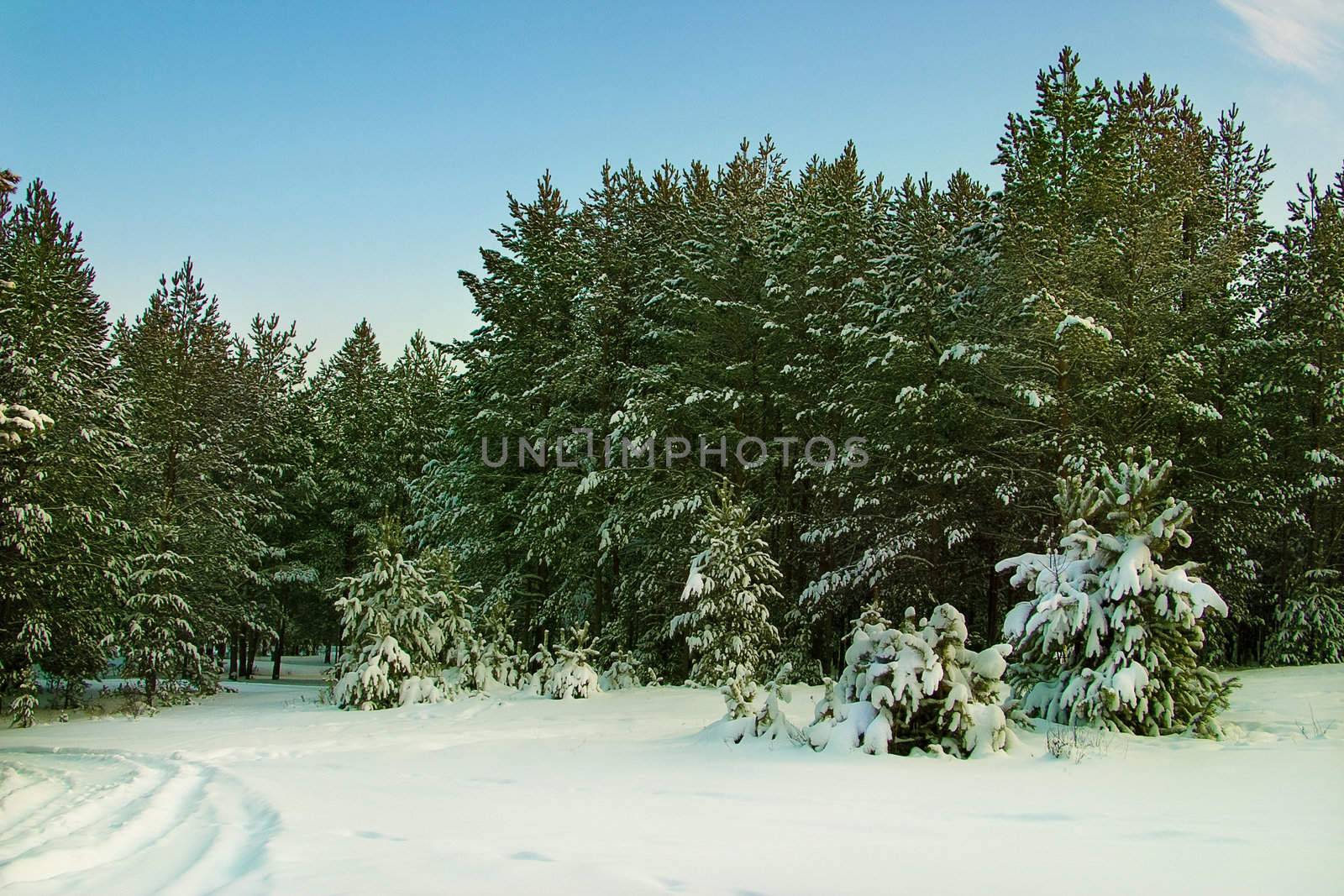 Winter landscape: pine forest after a snowfall
