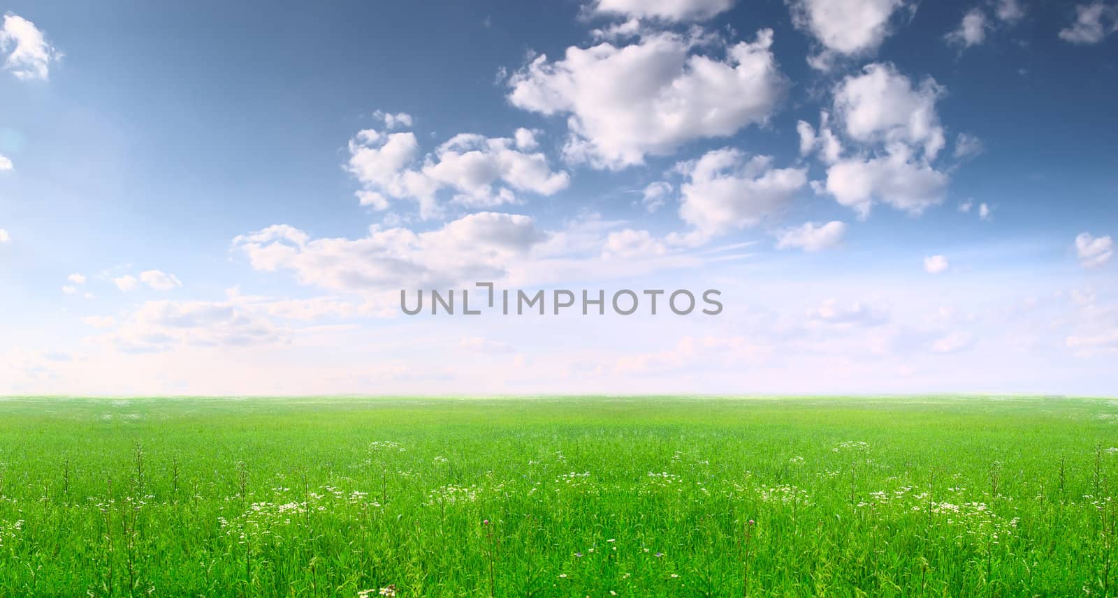 Summer landscape: a wide field and blue sky. Russia, July.