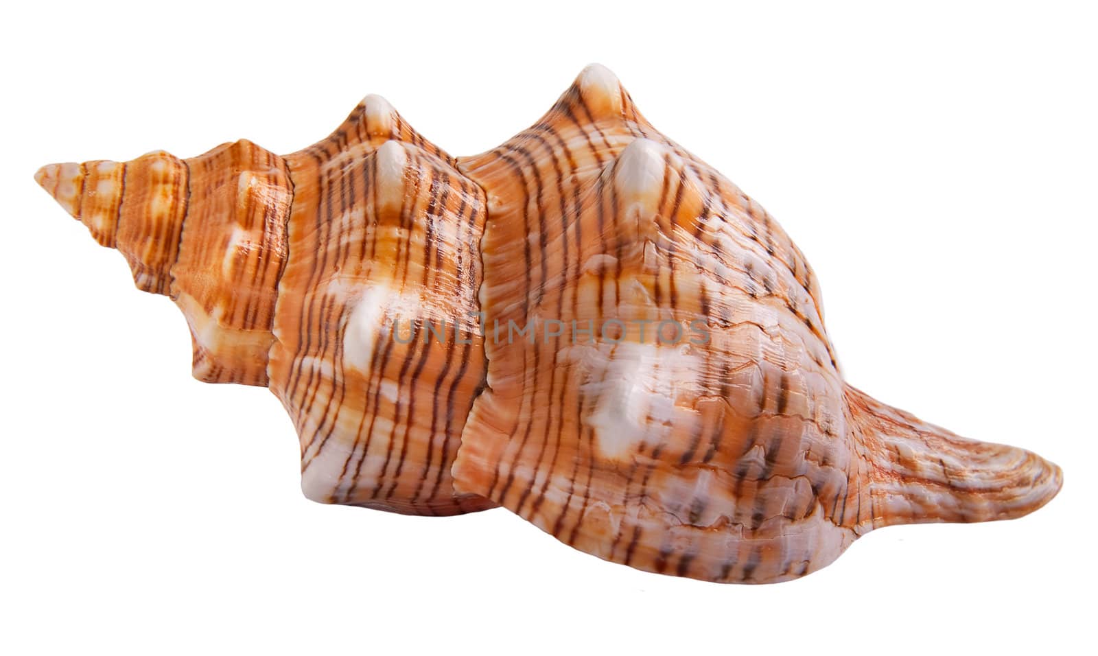 Seashell isolated on a white background