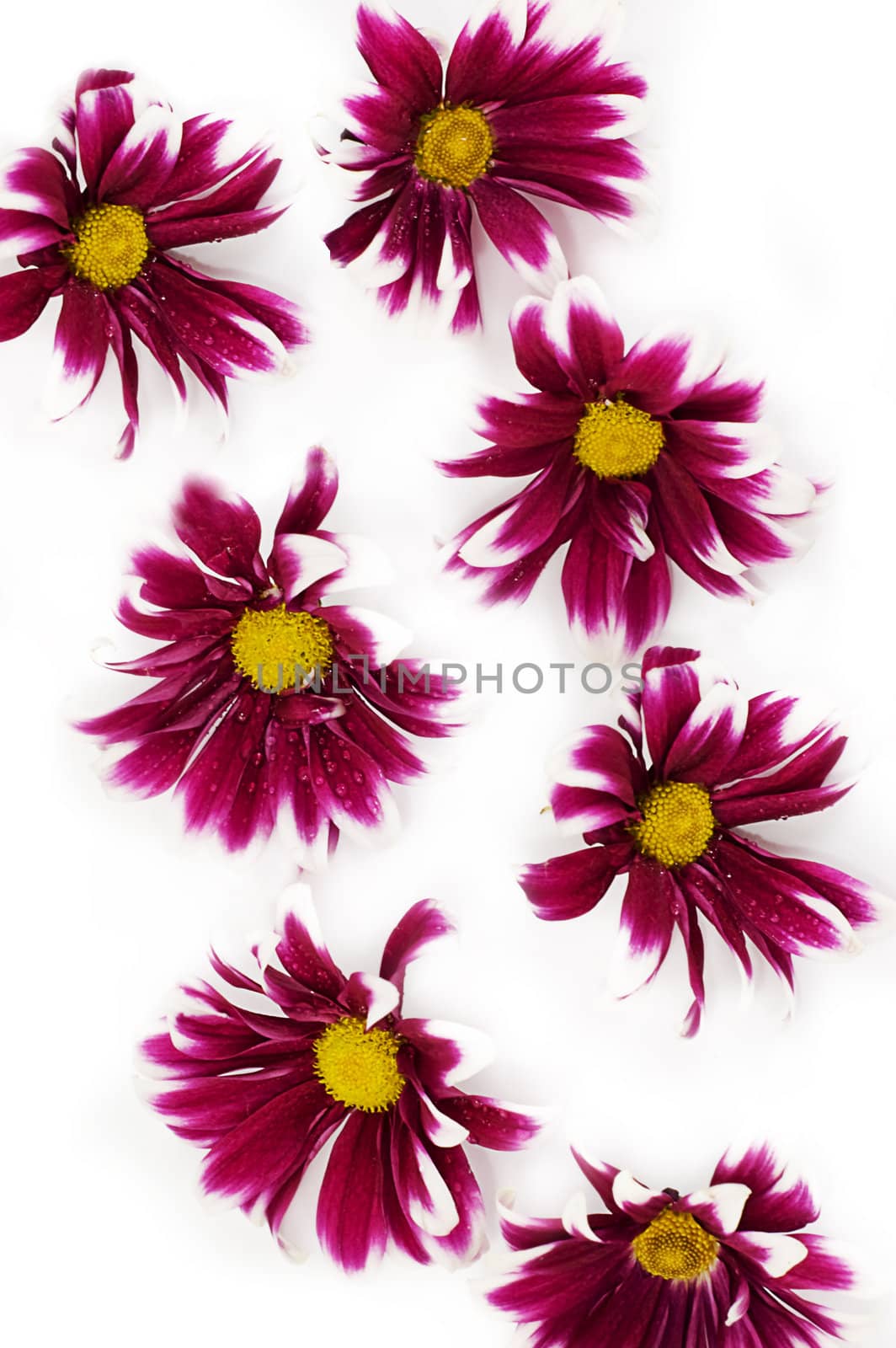 Pink daisies on white as flower texture