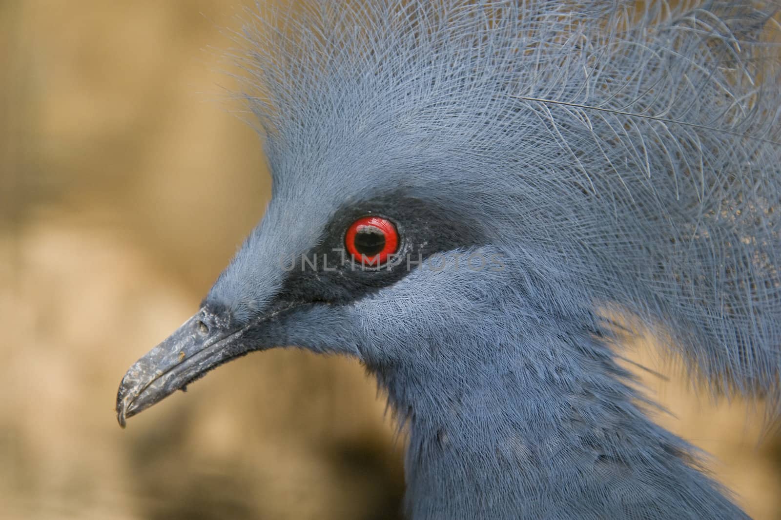 Western Crowned Pigeon (Goura Cristata)