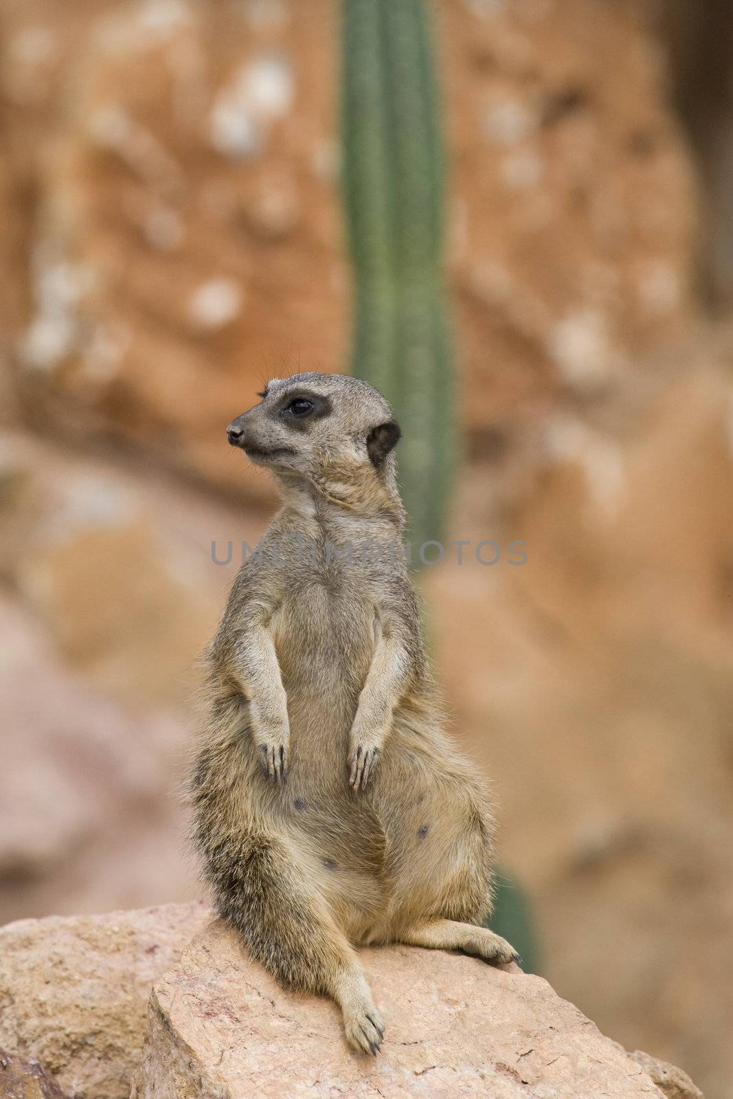 Meerkat sitting still and watching