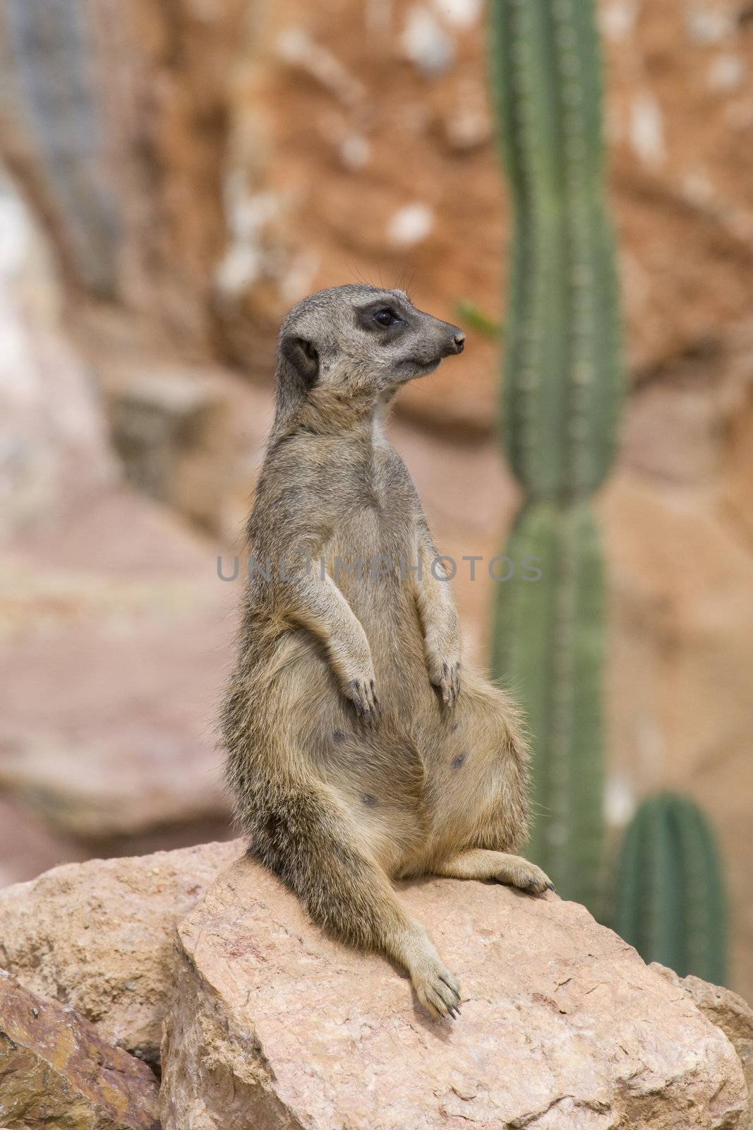 Meerkat sitting still and watching