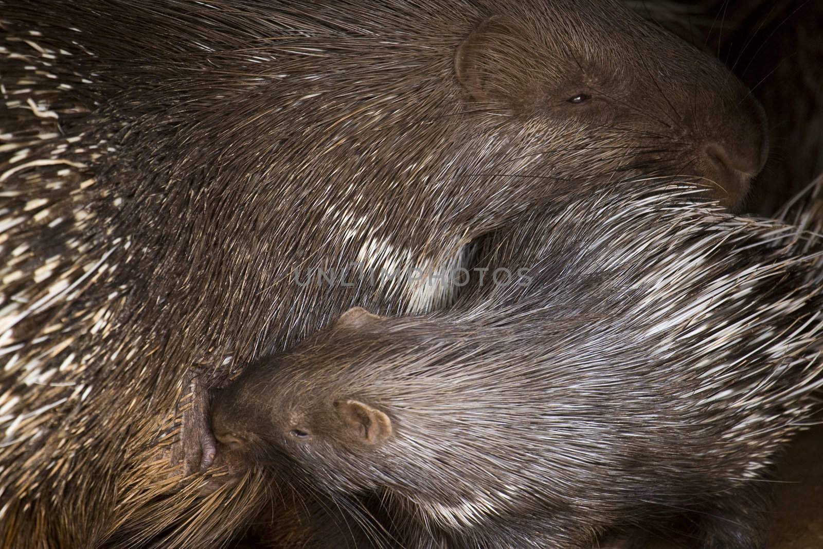 Porcupine Baby and His Mother in Athens Zoo Park