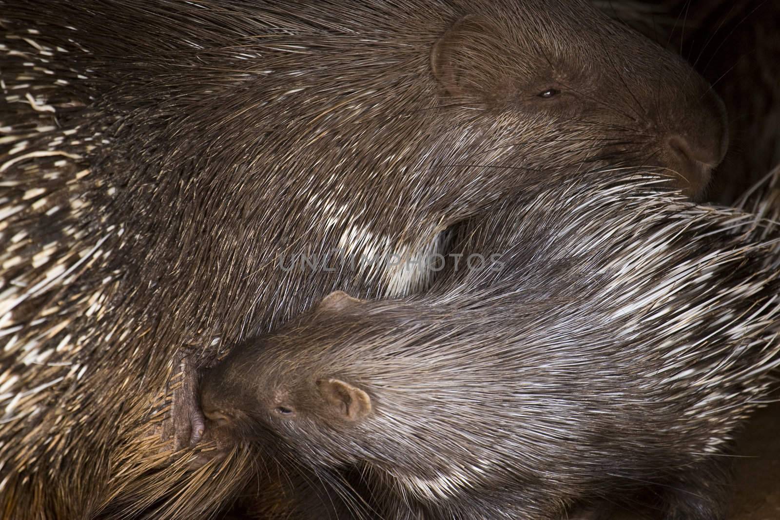 Porcupine Baby and His Mother by MihaiDancaescu