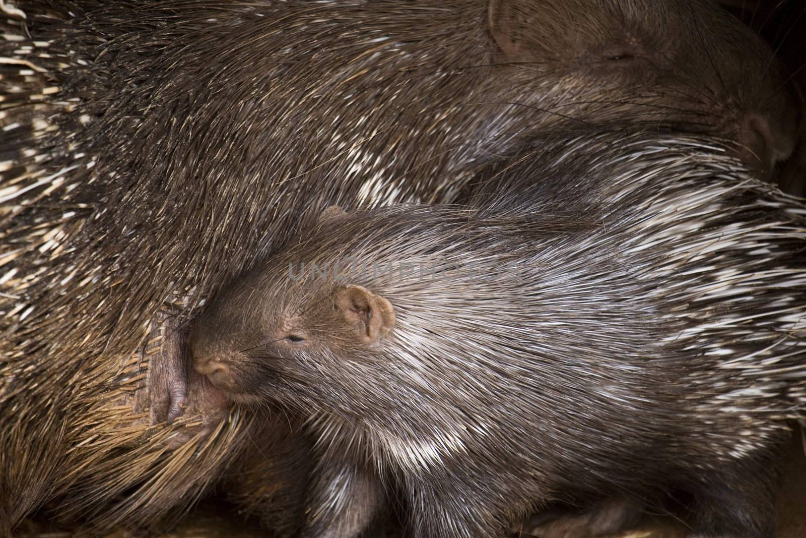 Porcupine Baby and His Mother in Athens Zoo Park