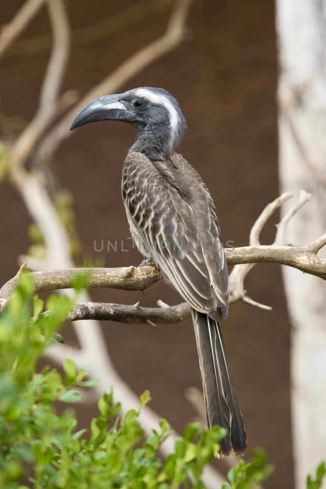 African Grey Hornbill shot in Athens Zoo