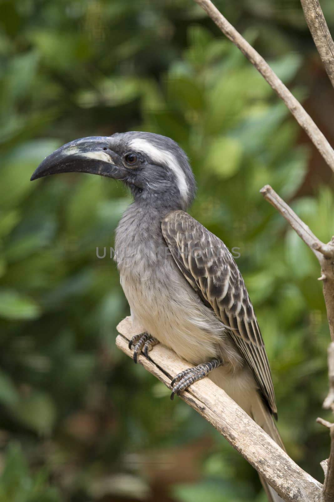 African Grey Hornbill shot in Athens Zoo