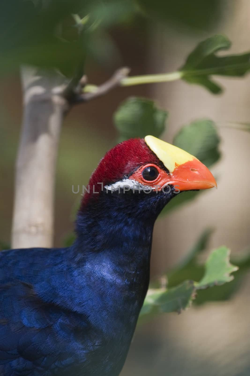 Violet or Violceous Turaco are identified by the white stripes behind the eyes
