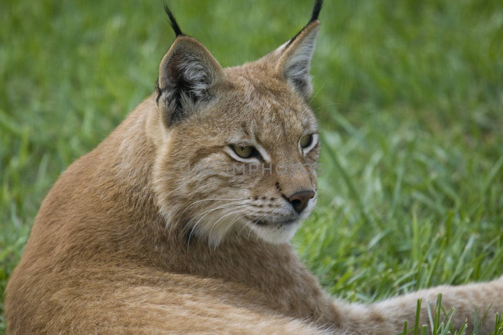 Lynx resting on the grass