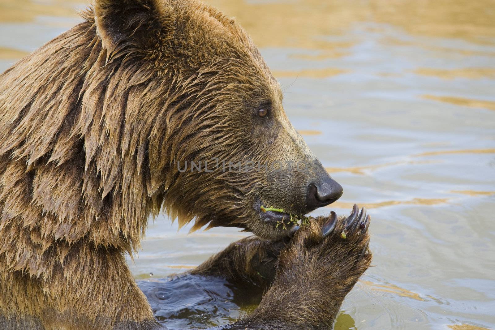 Bear Feeding by MihaiDancaescu