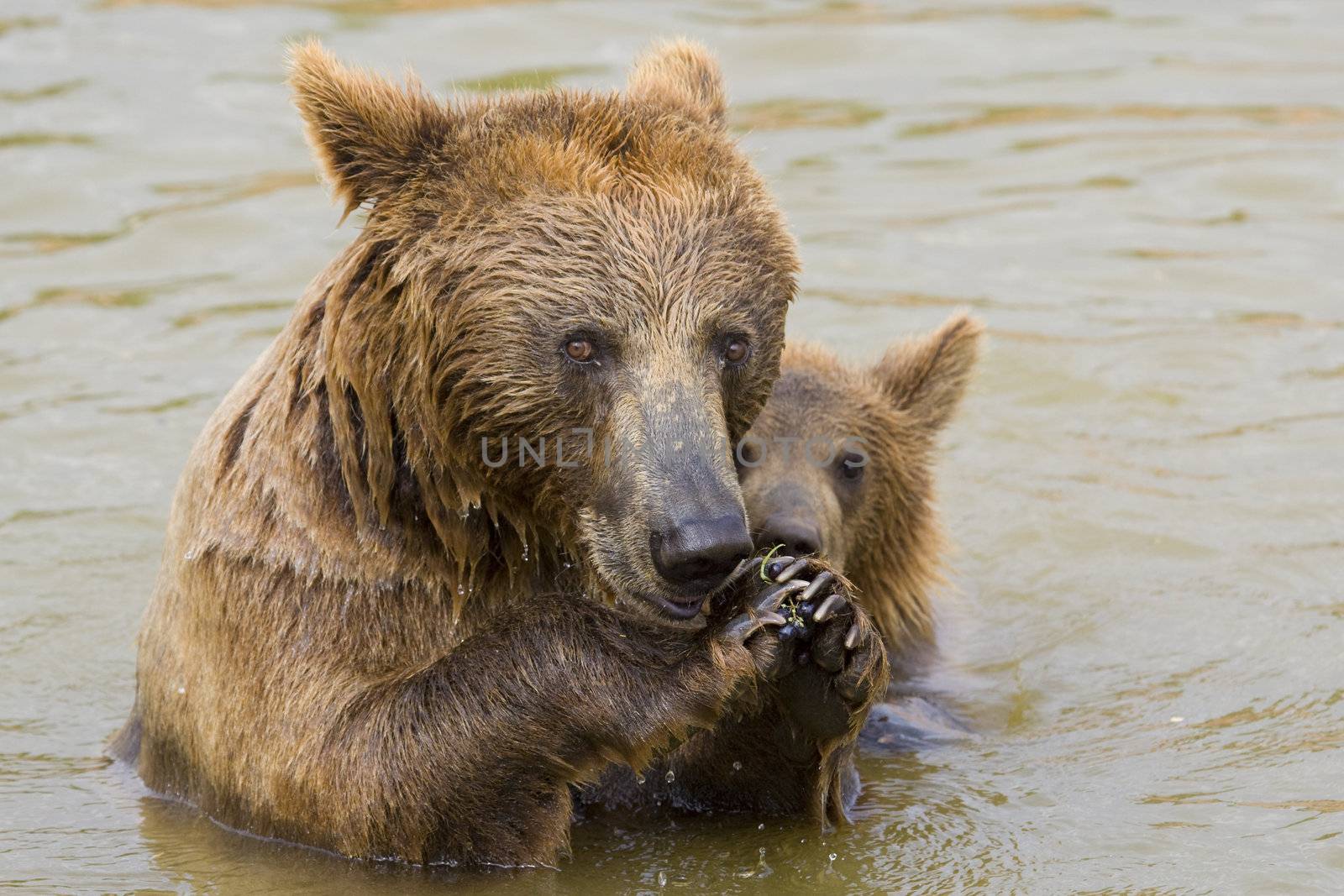 Brown Bear Mother and Her Cub Eating Grapes in the Water