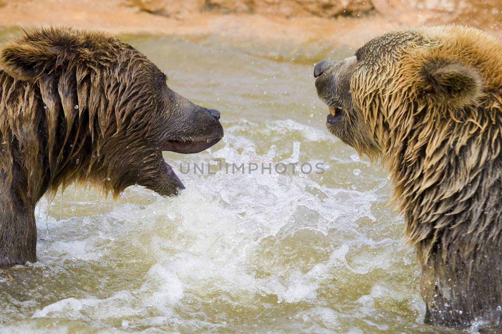 Bears Fighting by MihaiDancaescu