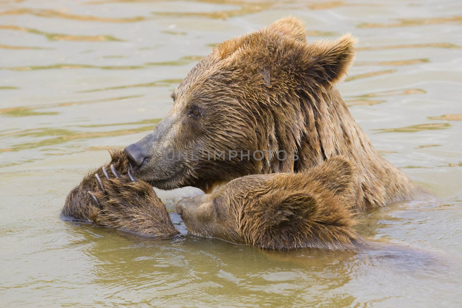 Bear Mother and Her Cub Feeding by MihaiDancaescu