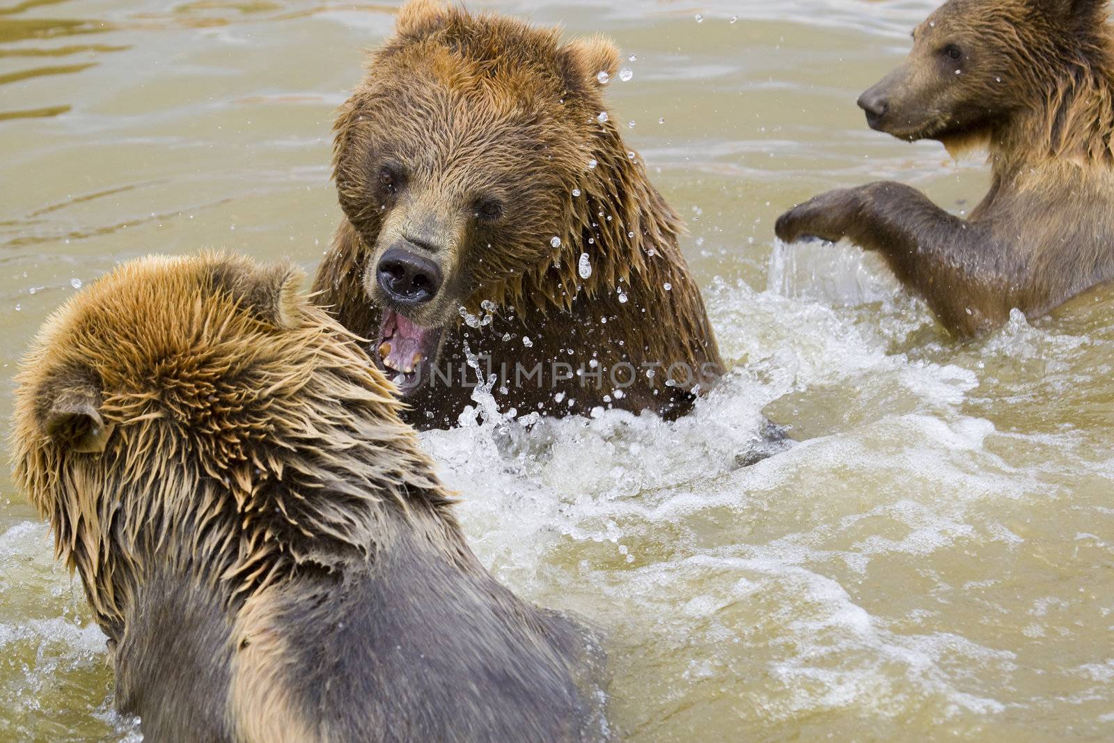 Brown Bears Fighting in the Water