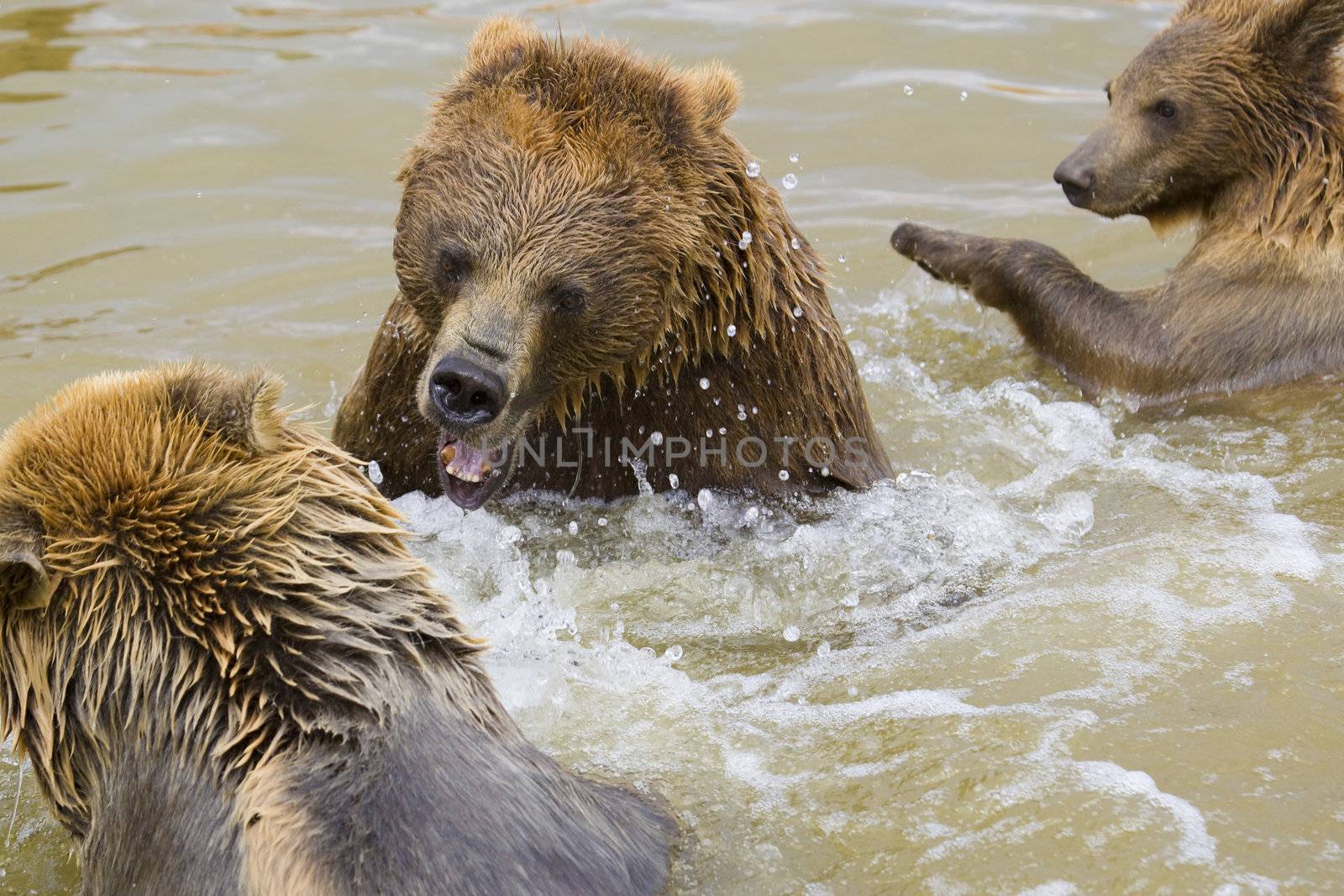 Brown Bears Fighting in the Water