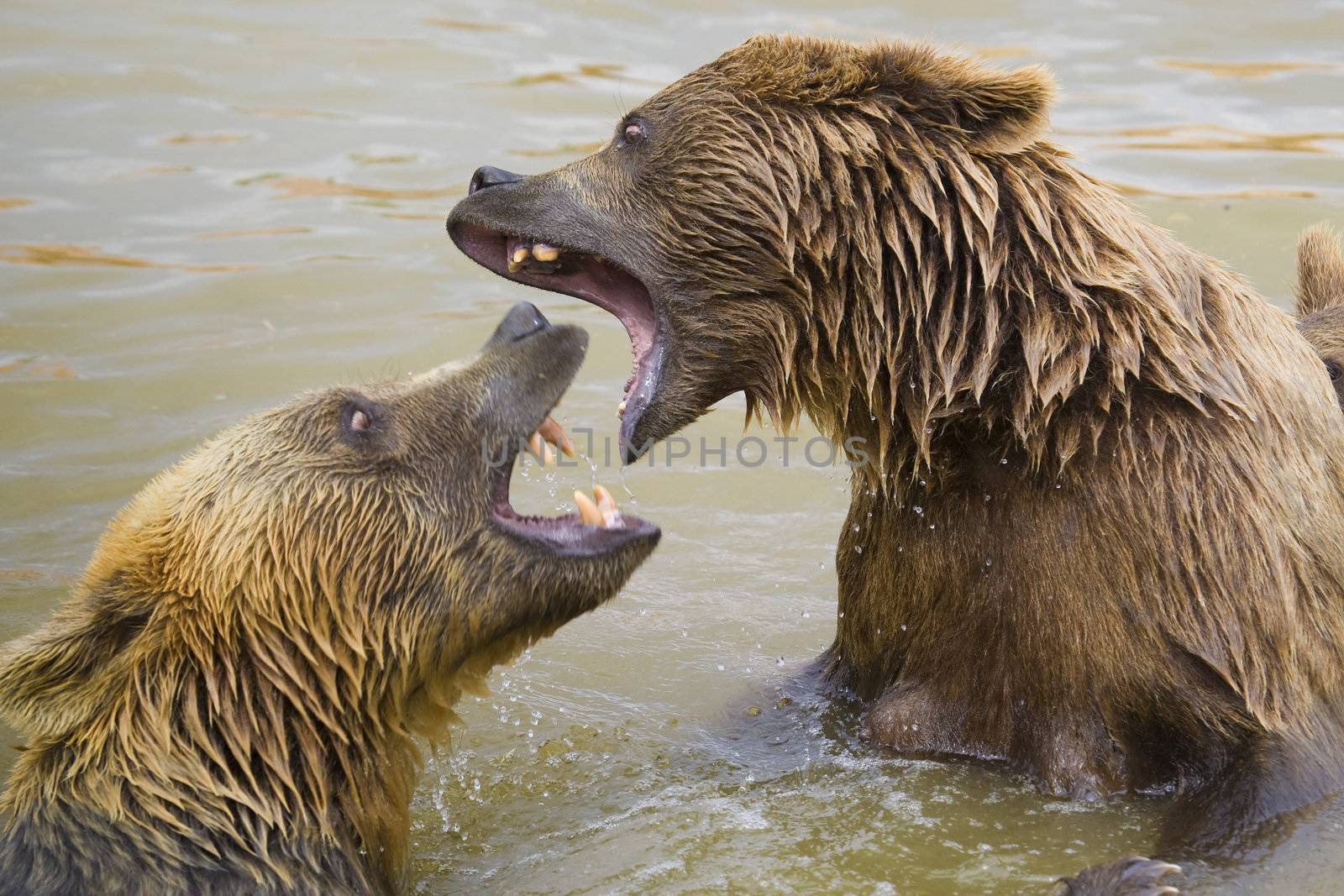 Bears Fighting by MihaiDancaescu