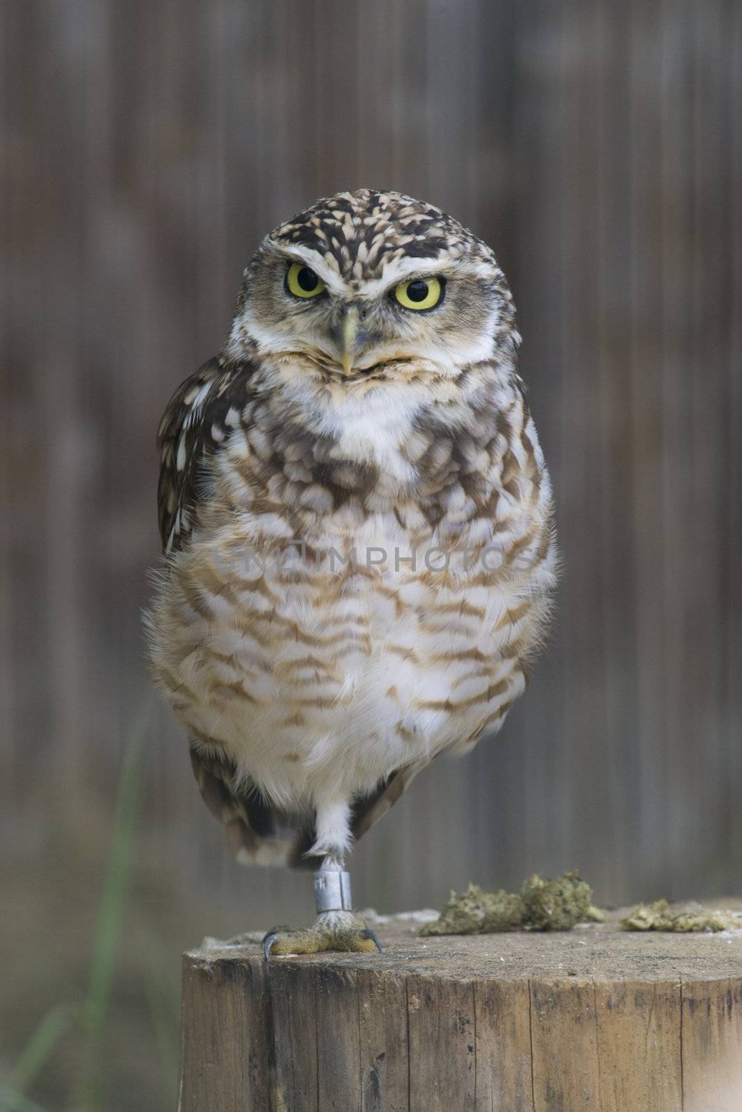 Burrowing Owl Portrait shot in Athens Zoo