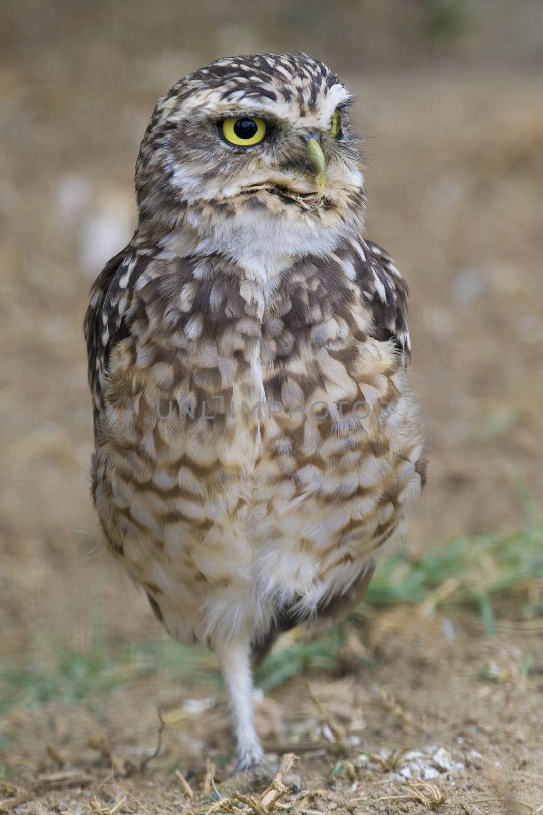 Burrowing Owl Portrait by MihaiDancaescu