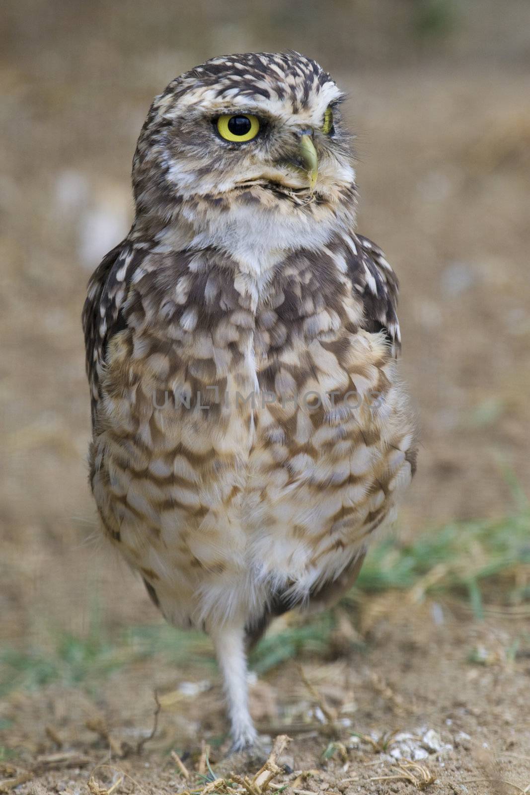 Burrowing Owl Portrait shot in Athens Zoo