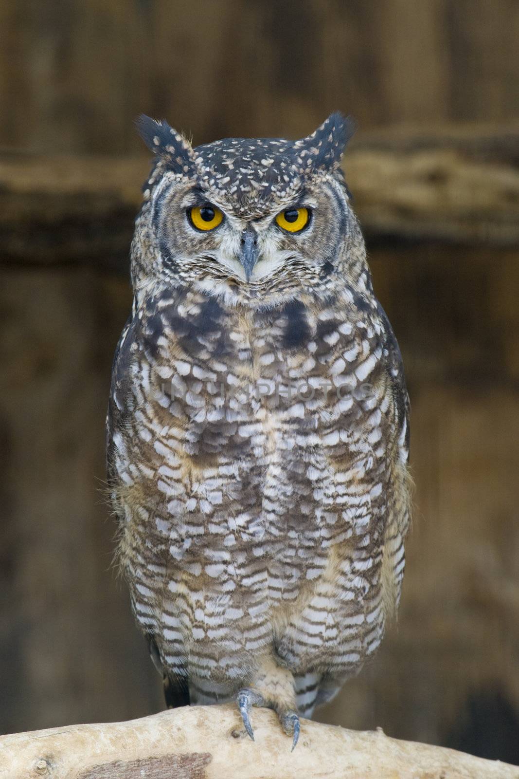 Spotted Eagle Owl looking at the camera