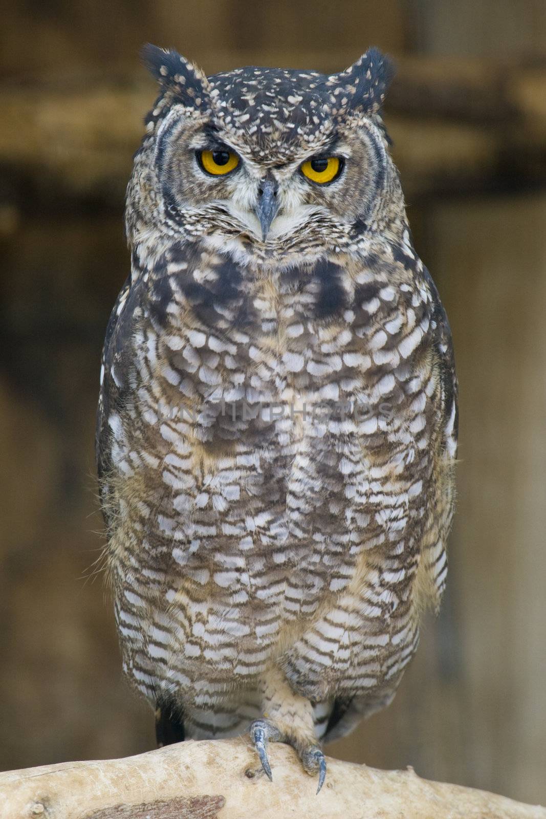 Spotted Eagle Owl Portrait by MihaiDancaescu