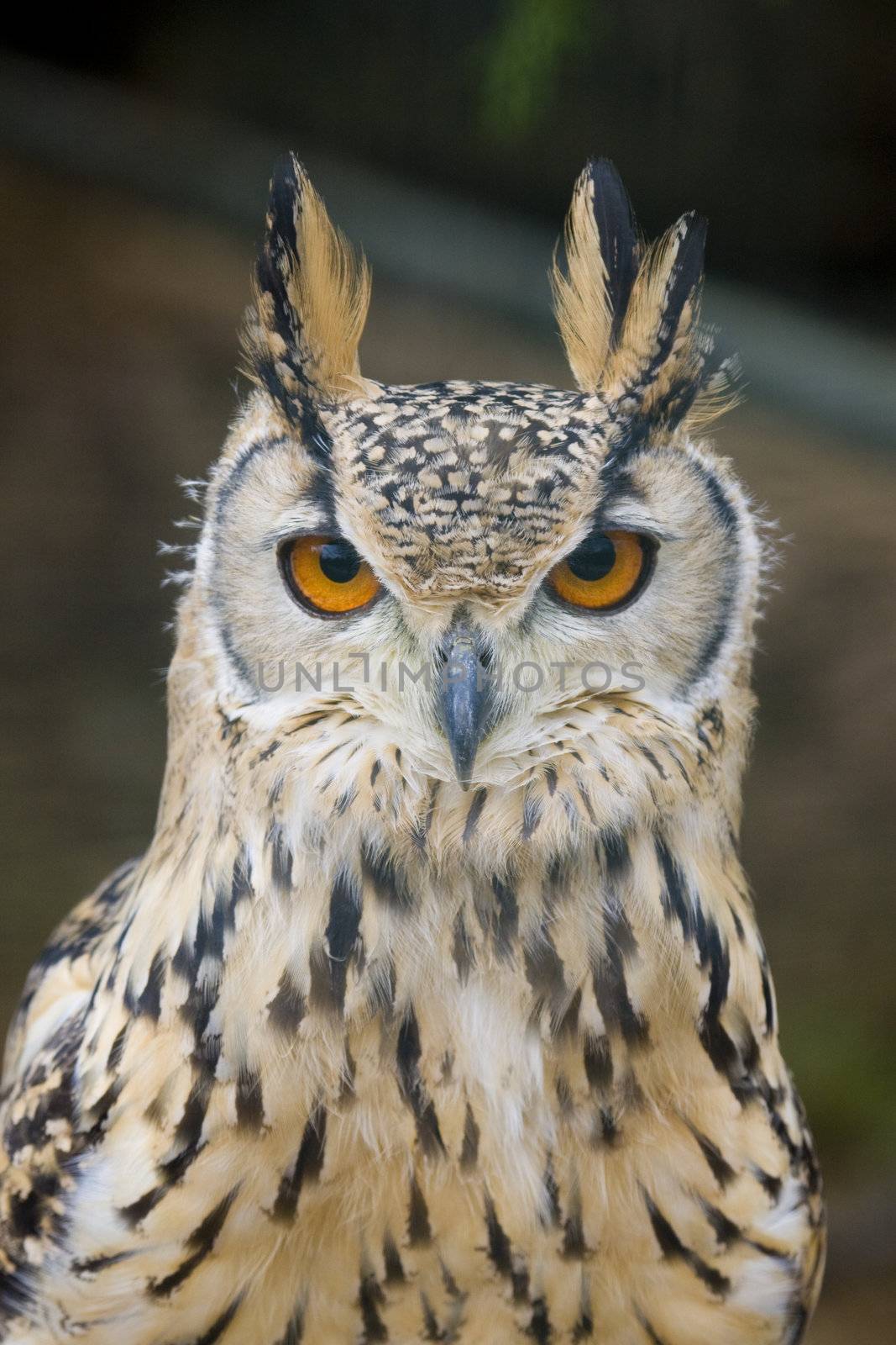 Eagle Owl looking at the camera