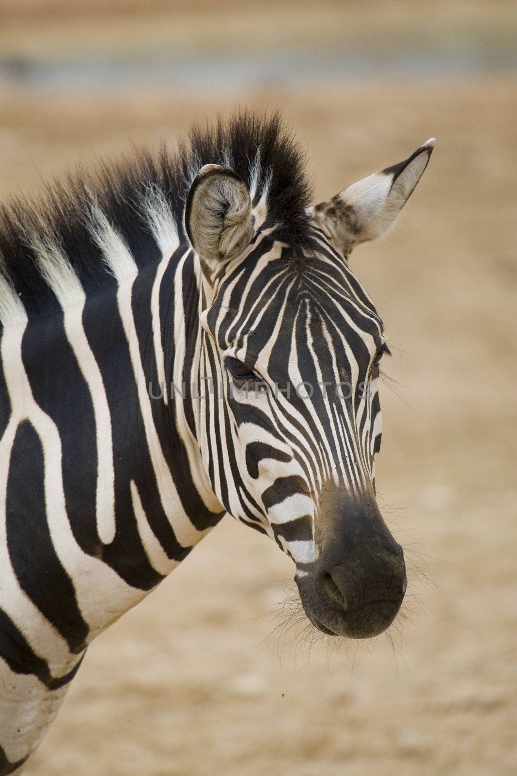 Zebra Portrait, Athens Zoo, Greece