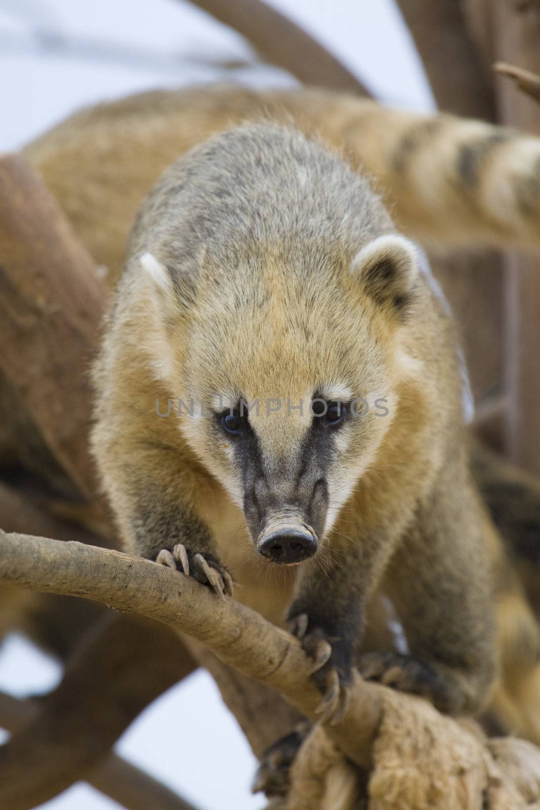 Coati Portrait by MihaiDancaescu