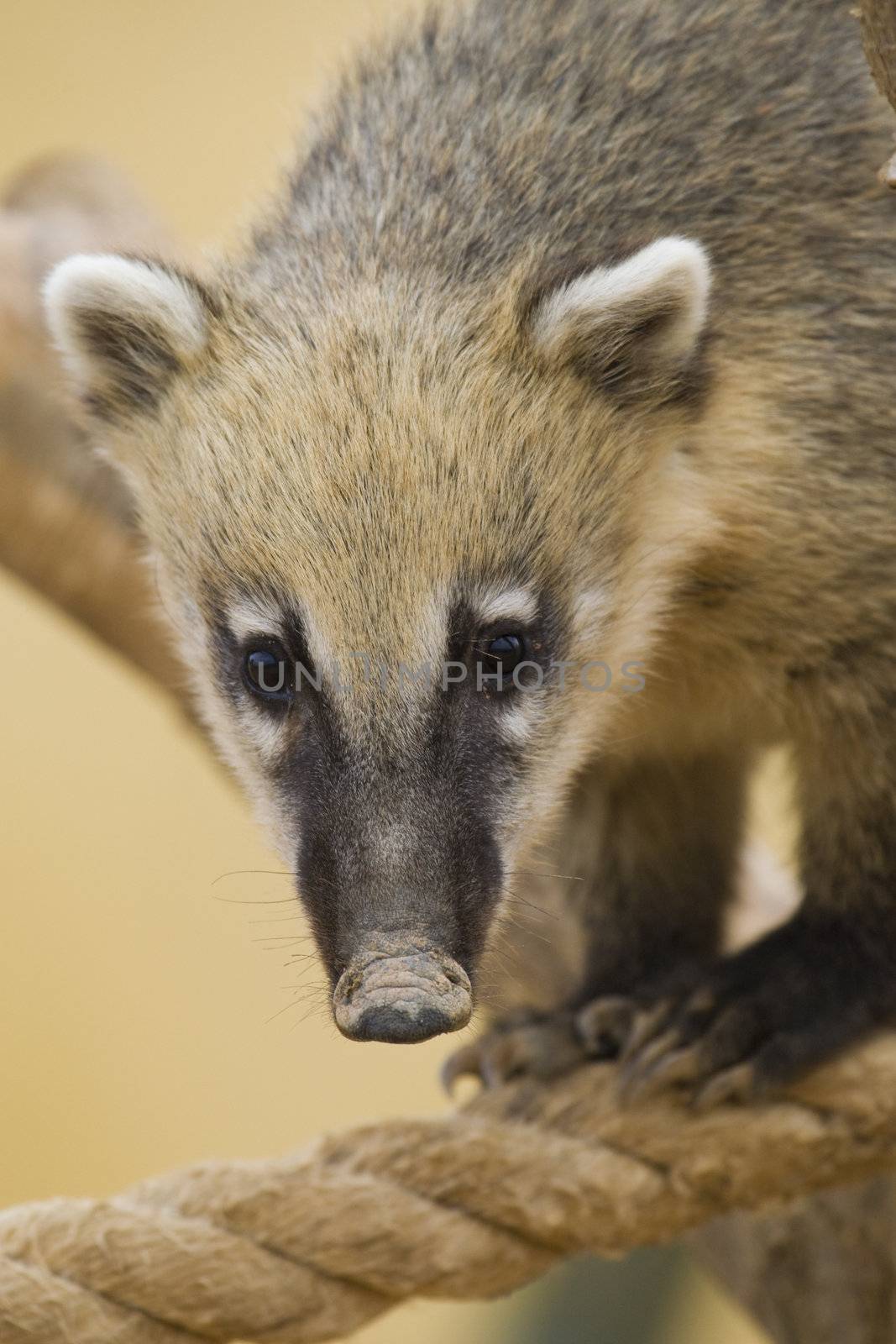 Coati Portrait by MihaiDancaescu