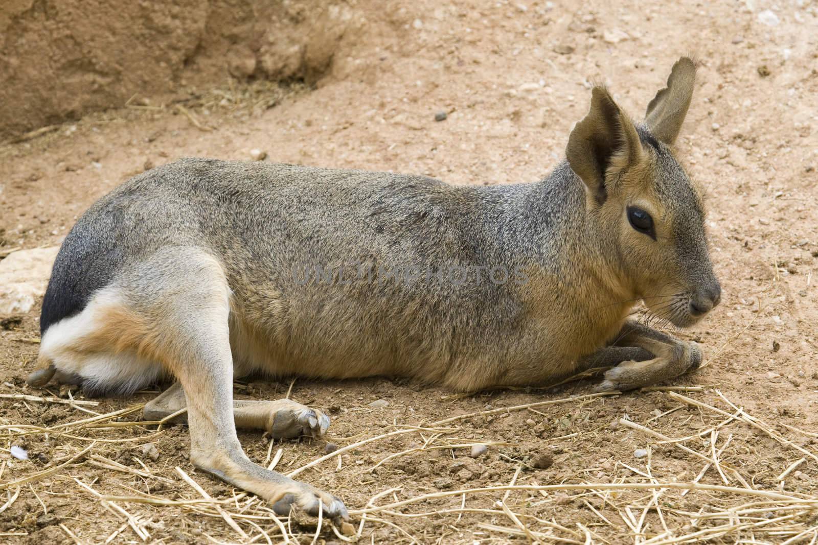 Patagonian Hare, Athens Zoo, Greece