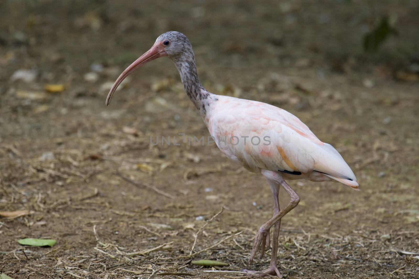 Scarlet Ibis Portrait, Athens Zoo, Greece