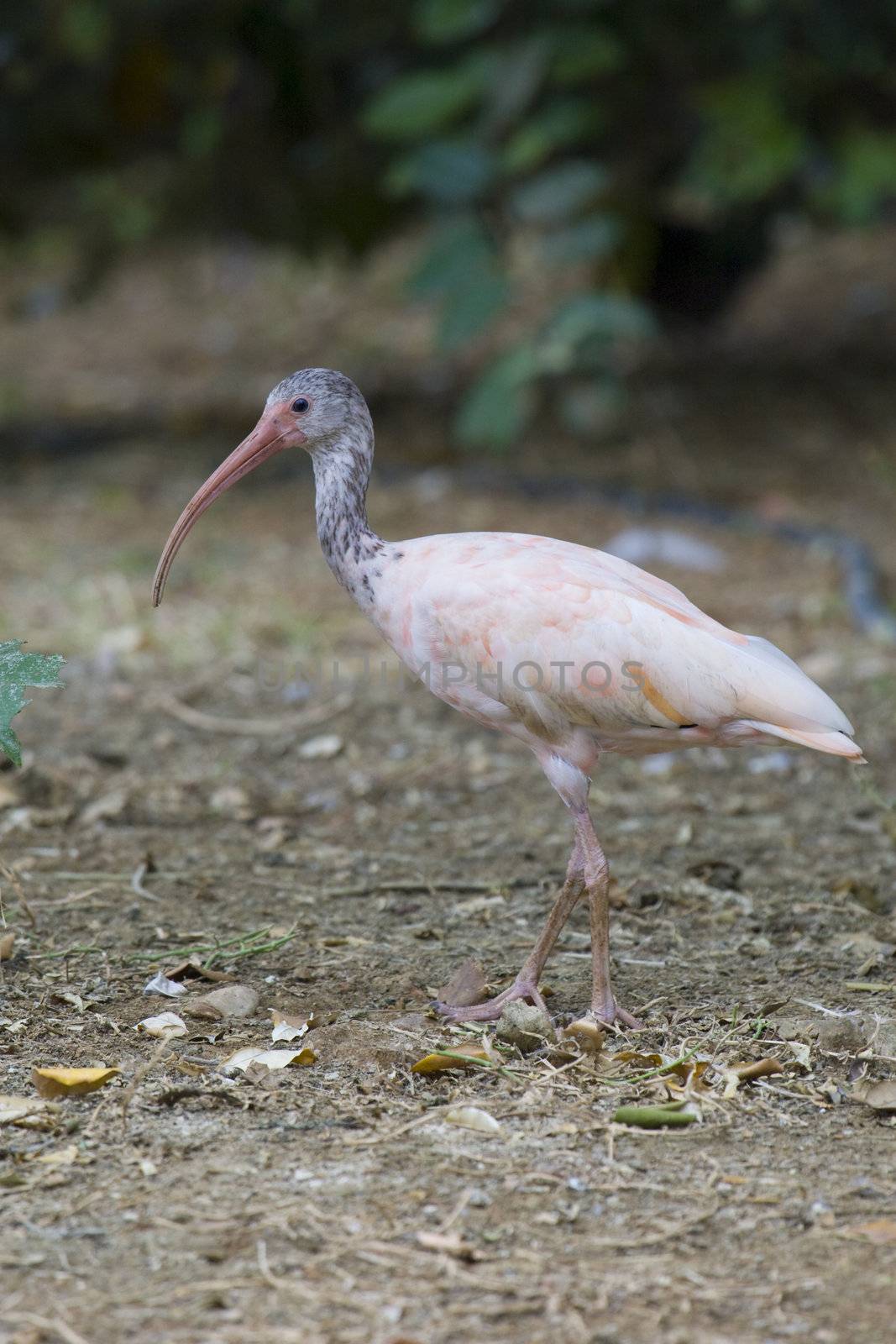 Scarlet Ibis Portrait by MihaiDancaescu