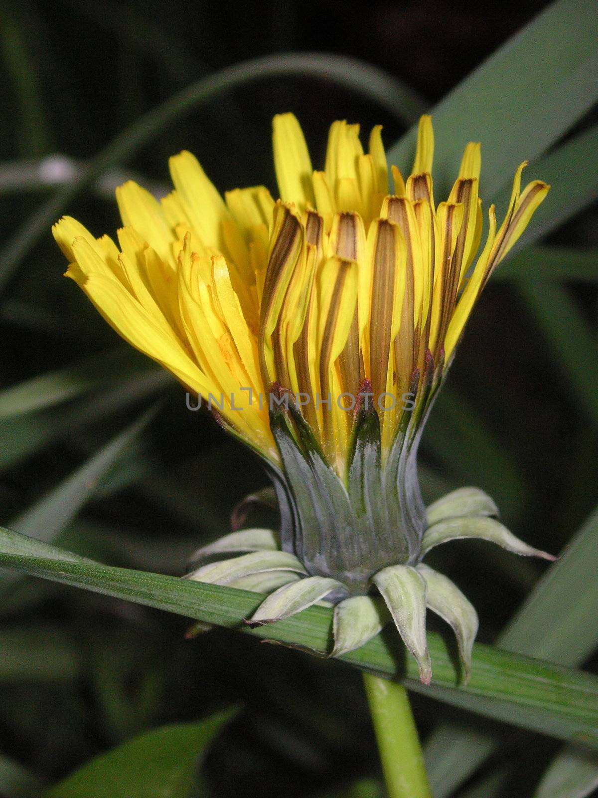 flower of a dandelion just opening amongst the grass