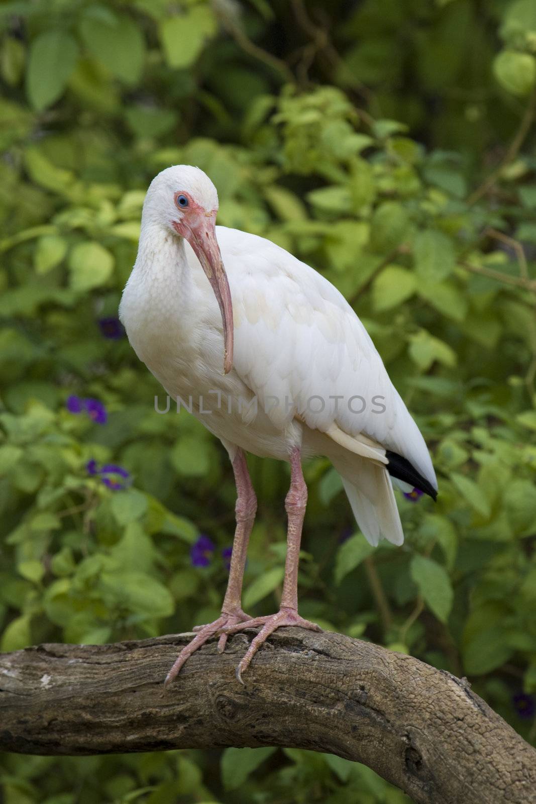 White Ibis Portrait, Athens Zoo, Greece