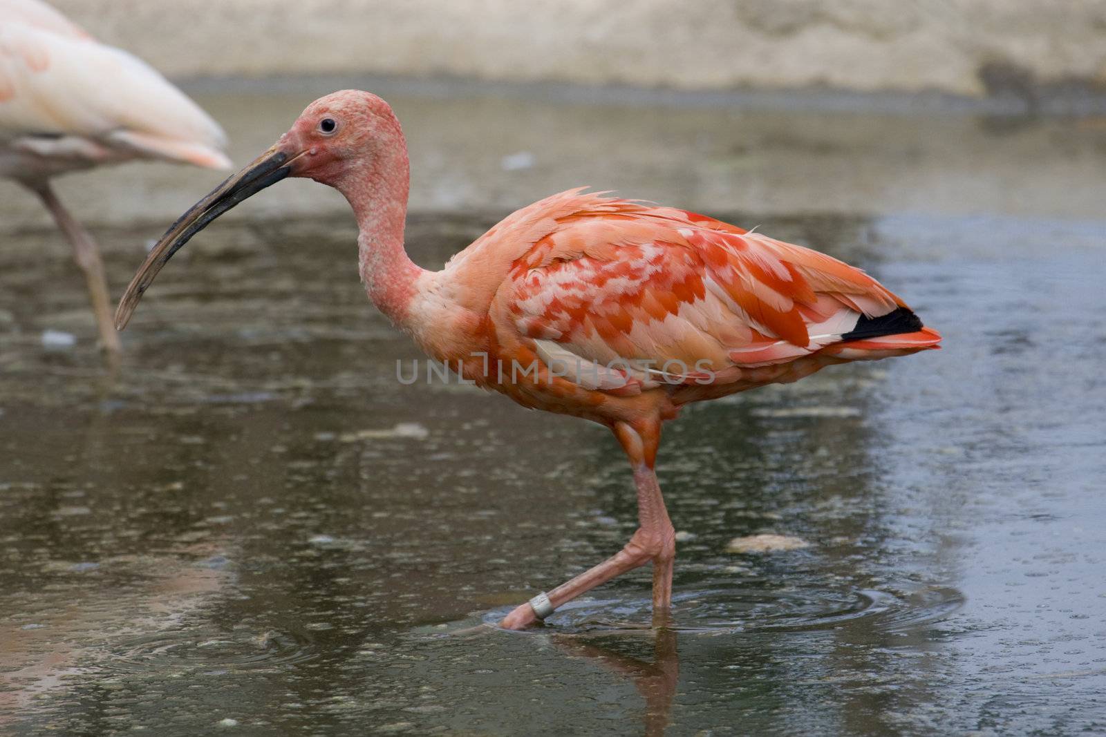 Scarlet Ibis Portrait by MihaiDancaescu