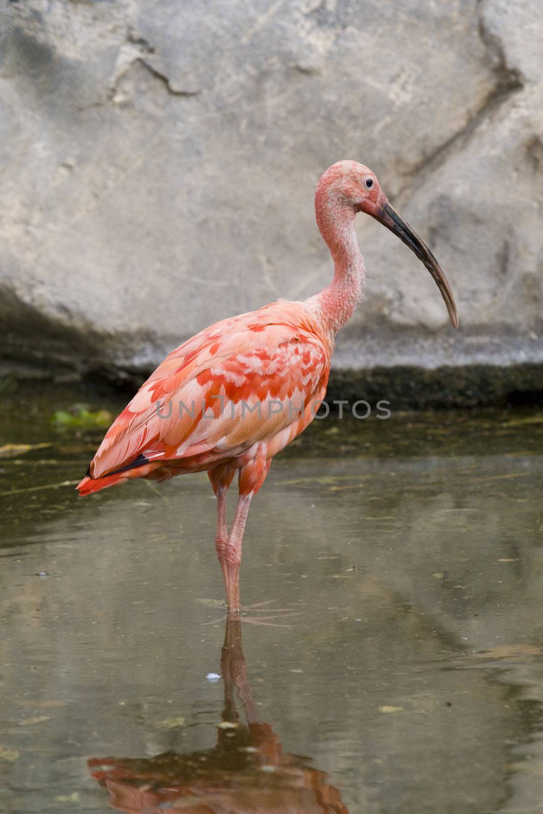 Scarlet Ibis Portrait by MihaiDancaescu