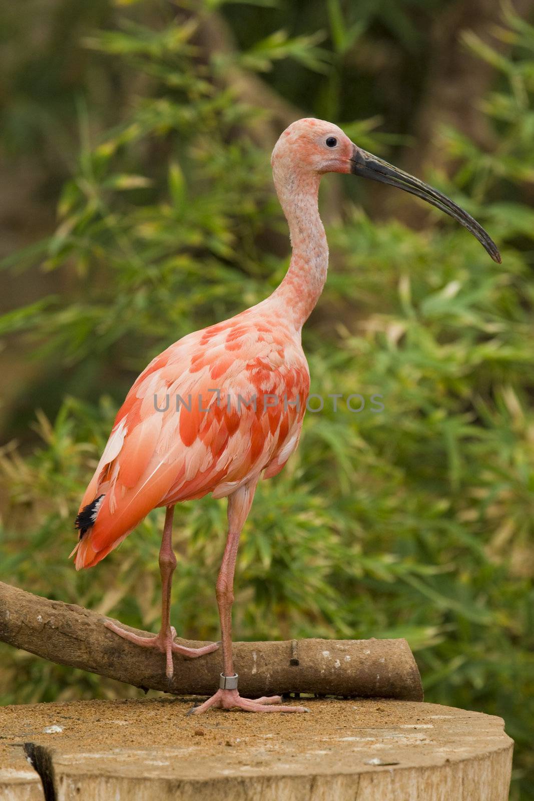 Scarlet Ibis Portrait, Athens Zoo, Greece