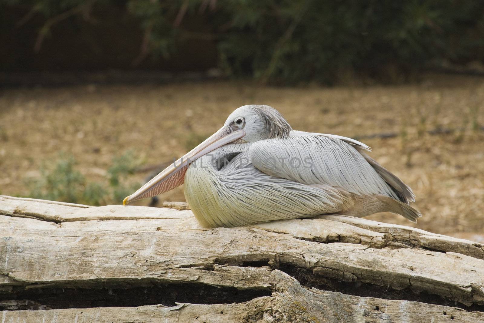 Pelican Portrait, Athens Zoo, Greece