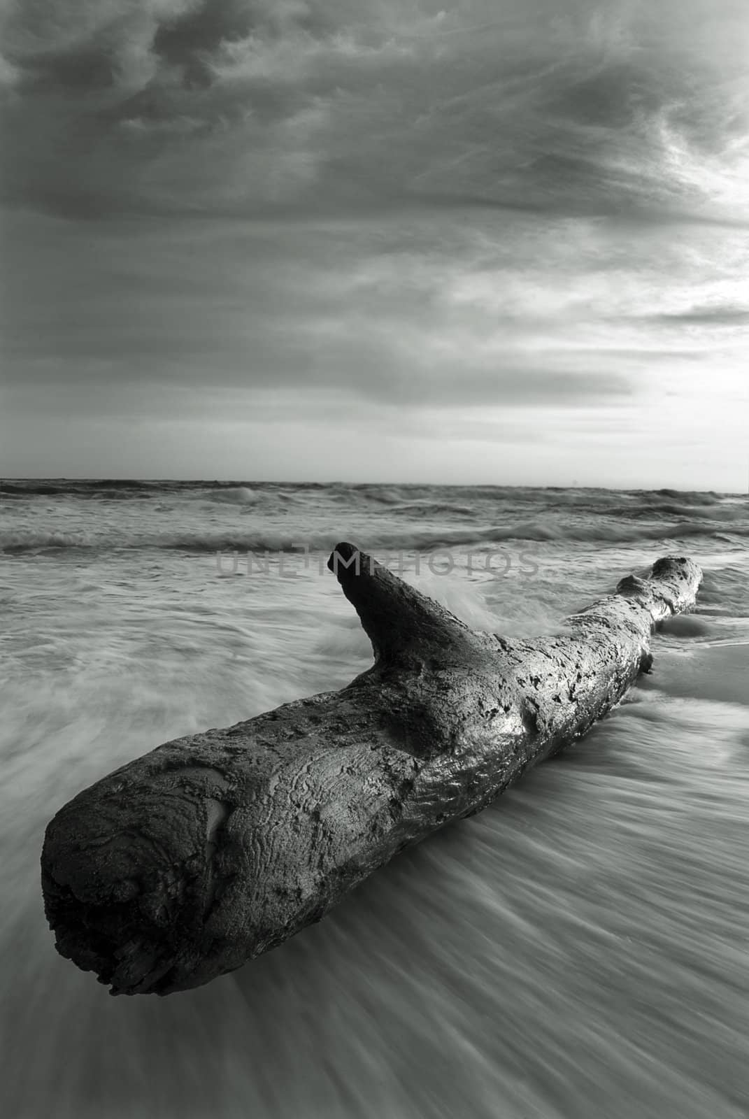 Black and white image of a  large beached log on the gulf coast of Florida.