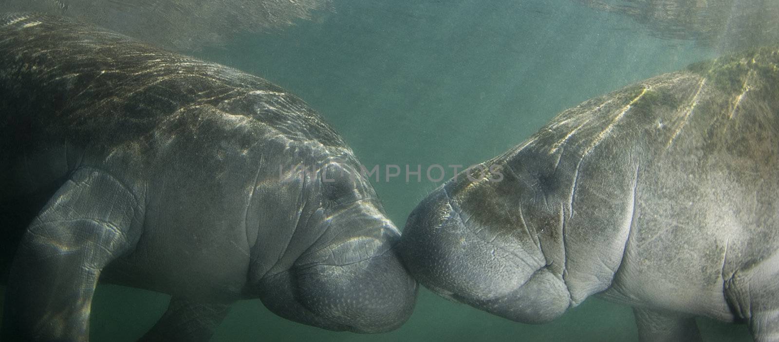 Two endangered Florida Manatee (Trichechus manatus latirostrus) nose to nose as the sun shines down on them in the springs of Crystal River, Florida