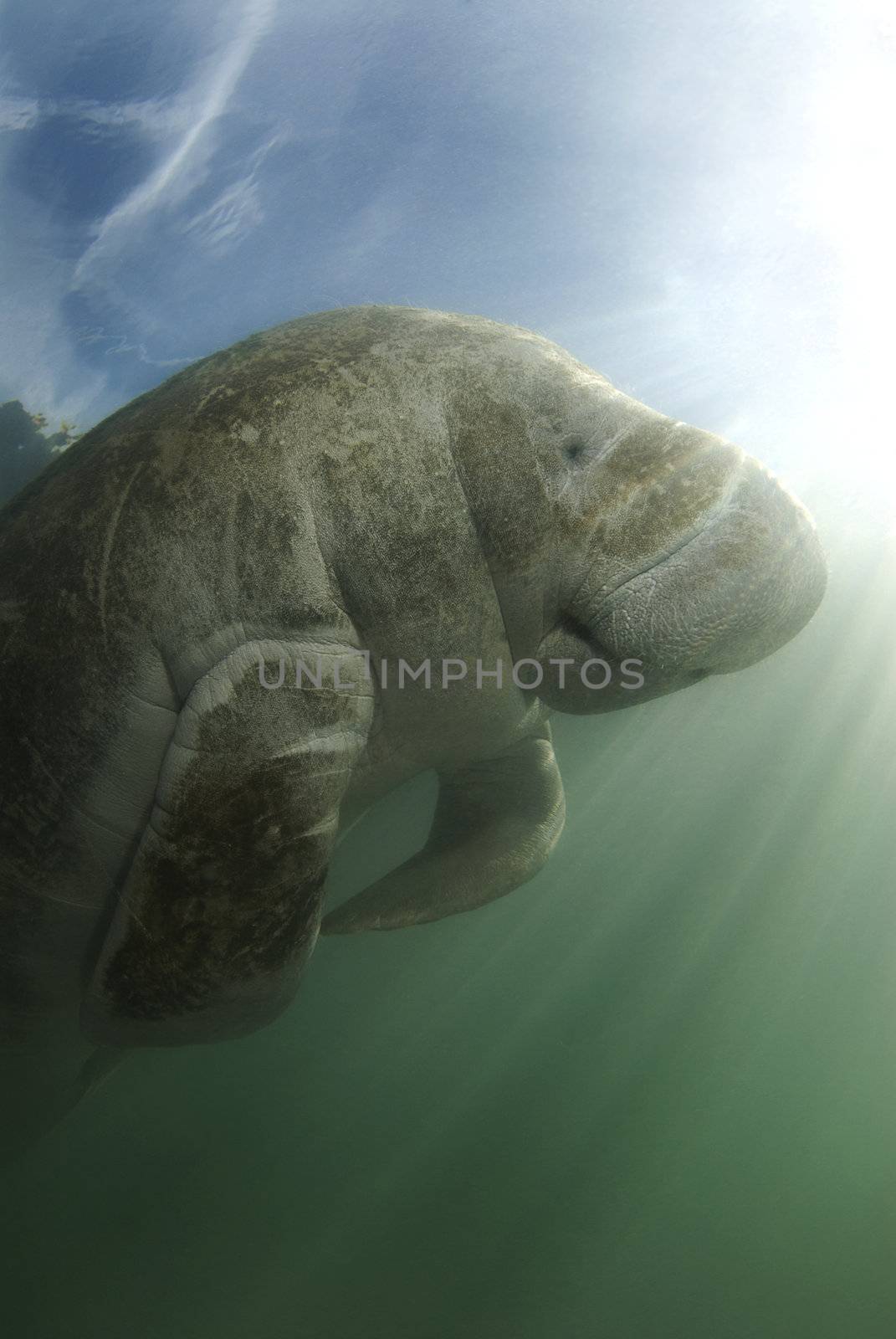 An endangered Florida manatee (Trichechus manatus latirostrus) from below in the springs of Crystal River, Florida