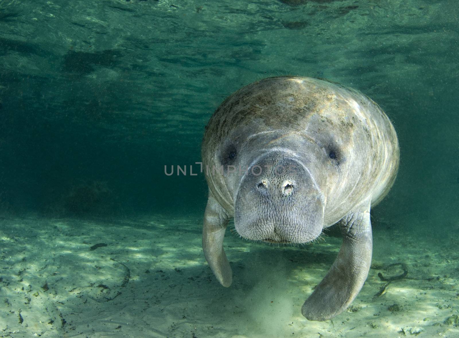 A manatee (Trichechus manatus latirostrus) swims along underwater in the springs of Crystal River, Florida