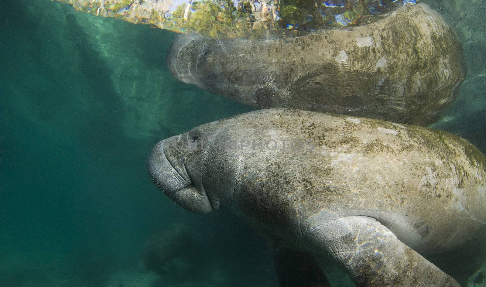 A Florida manatee (Trichechus manatus latirostrus) reflects off the surface of the placid water in the springs of Crystal River, Florida.