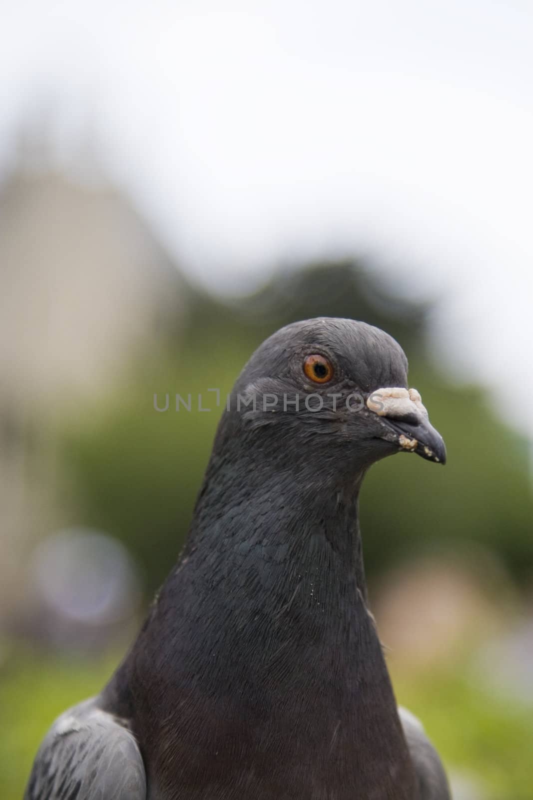 Pigeons near Notre Dame de Paris, France