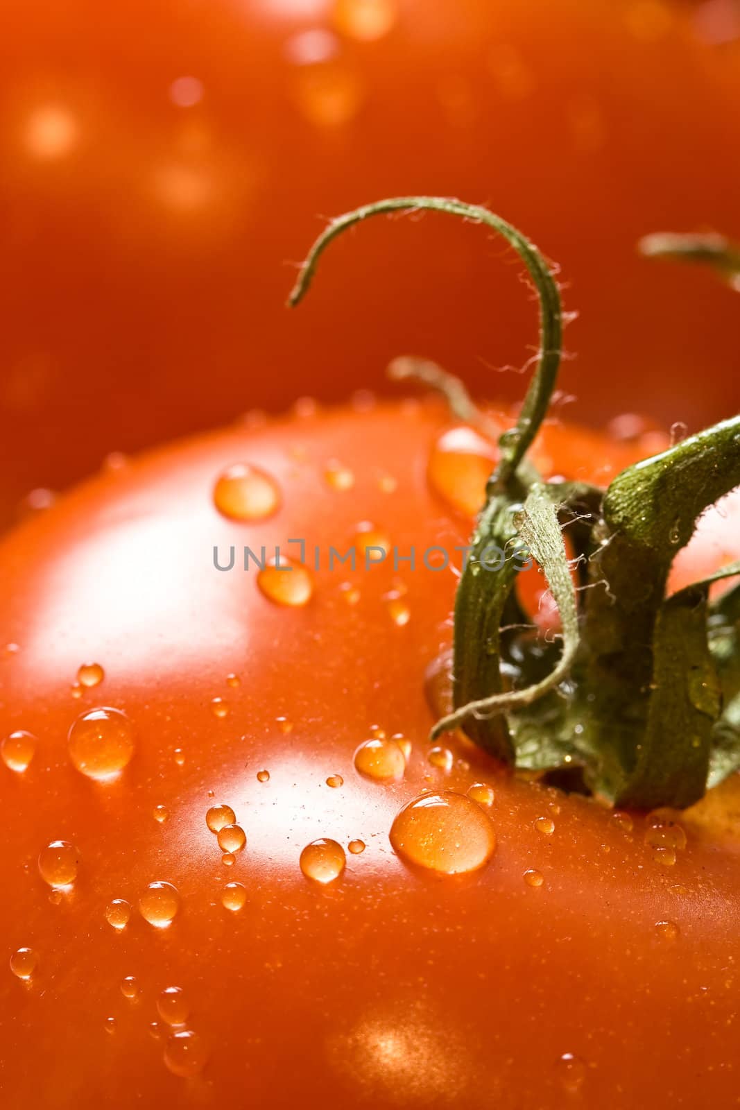 fresh red ripe tomatoes with water drops shot with a macro lens