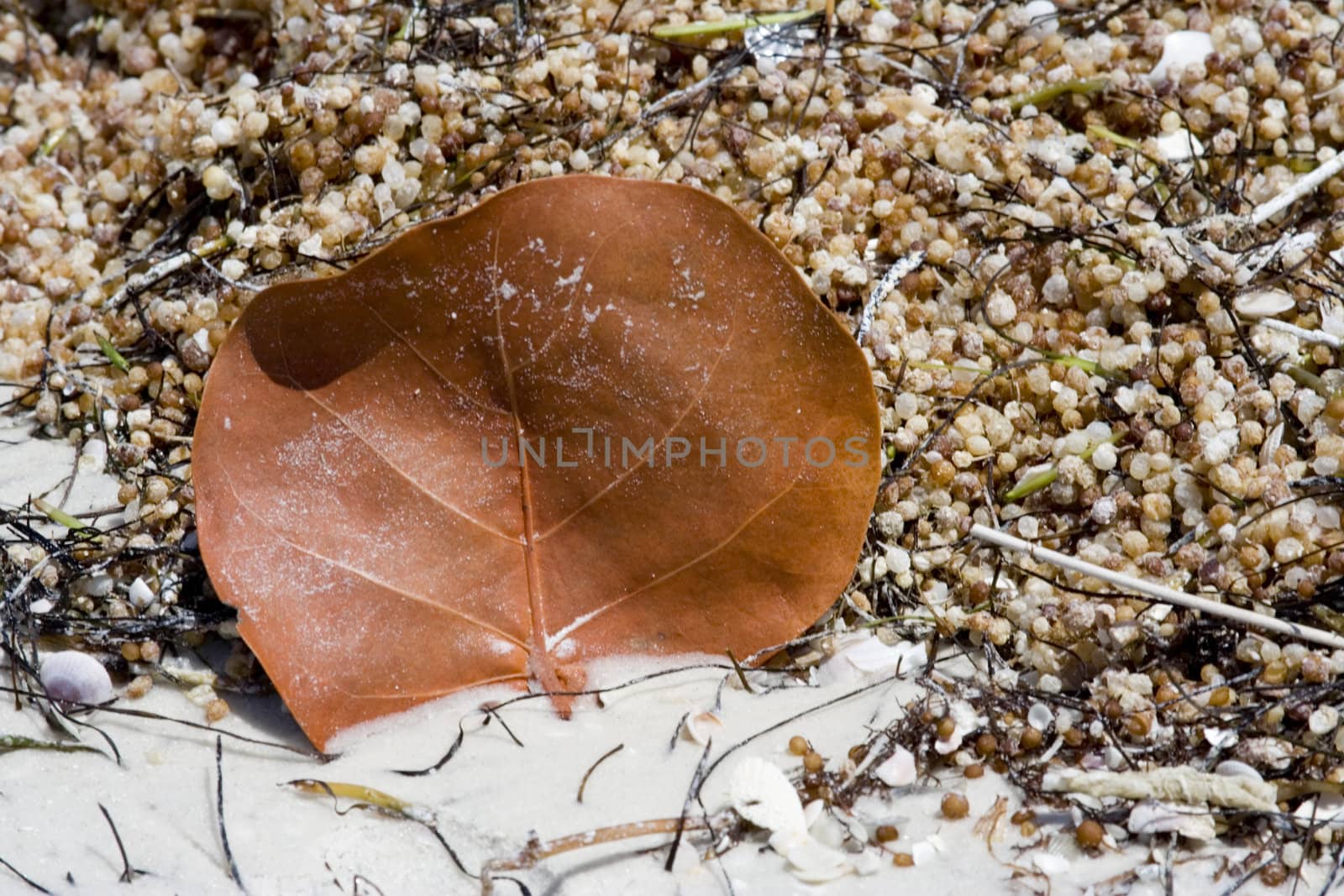 Beautiful beach close up abstract background nice detail