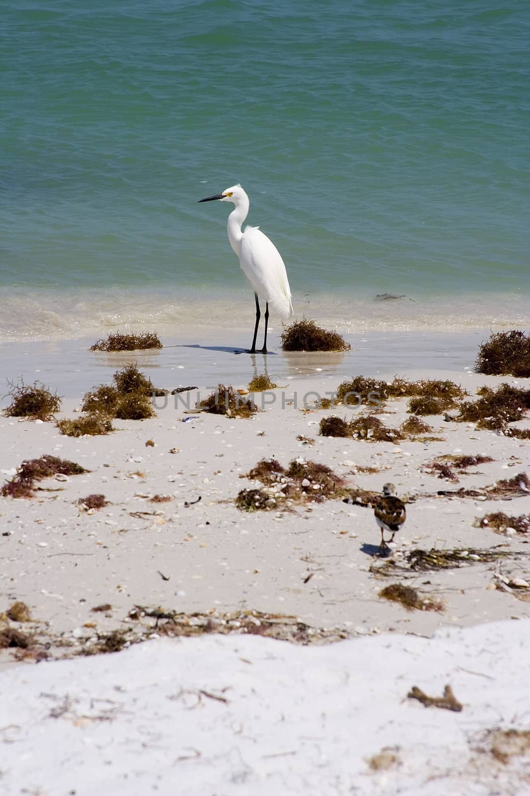 snowy egret by snokid