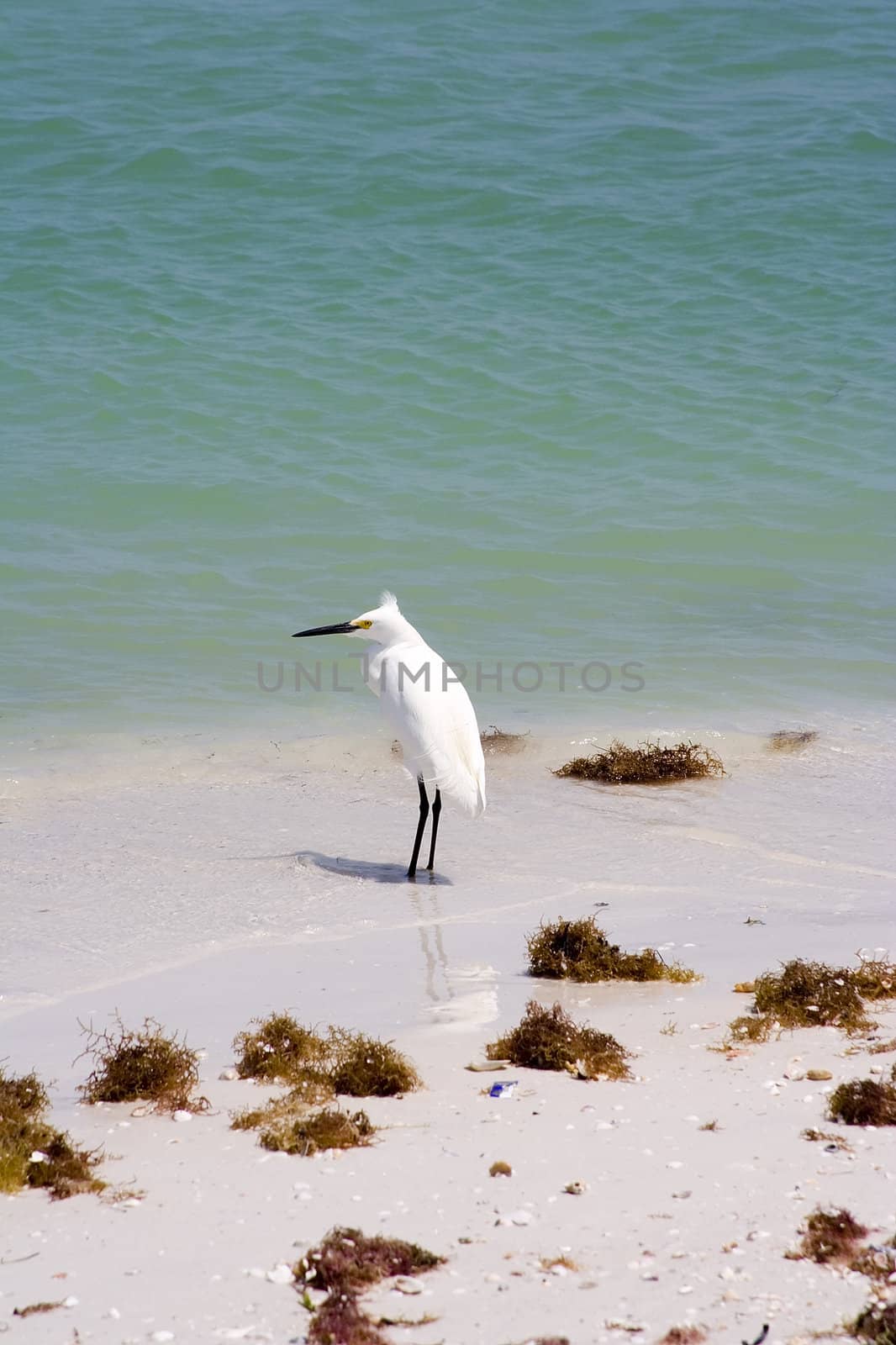 snowy egret watching the waves on a sandy beach 